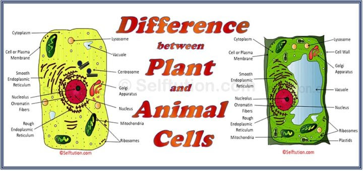 Difference Between Plant And Animal Cell Selftution