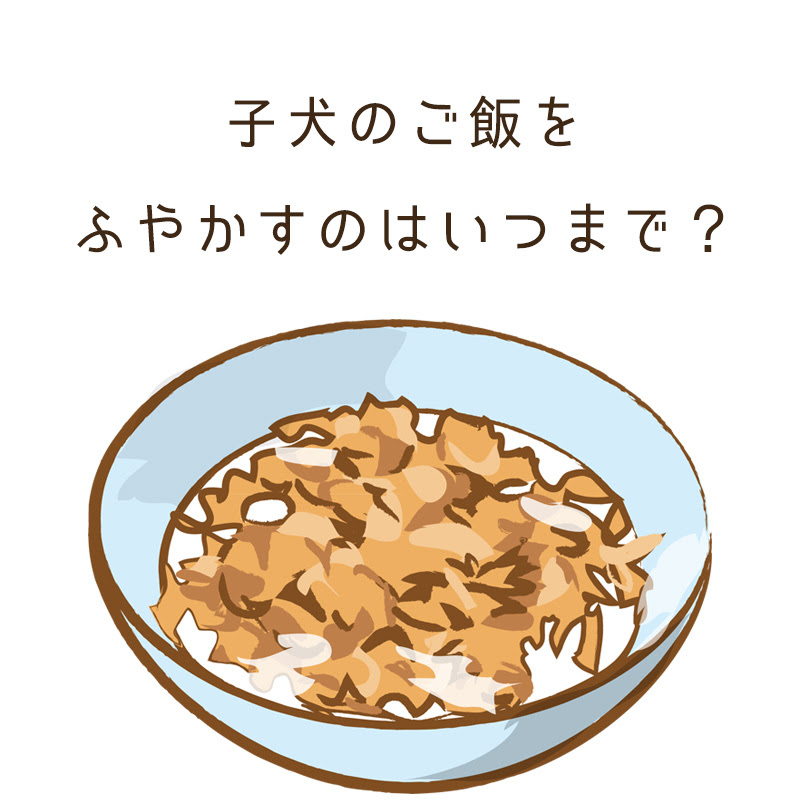 子犬のご飯をふやかすのはいつまで 理由やメリット 注意点まで