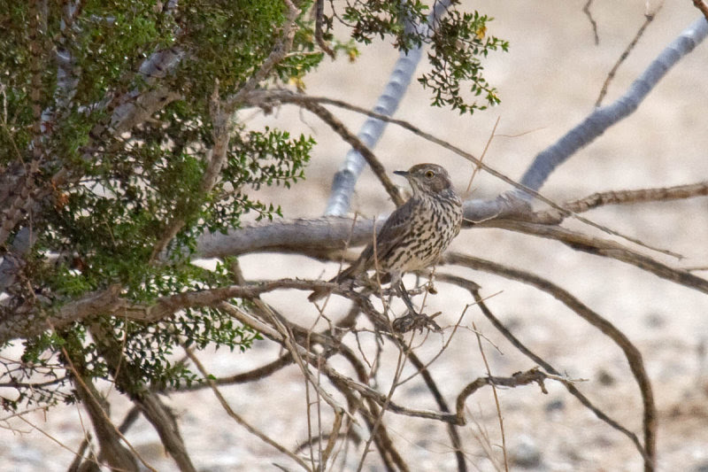 Sage Thrasher