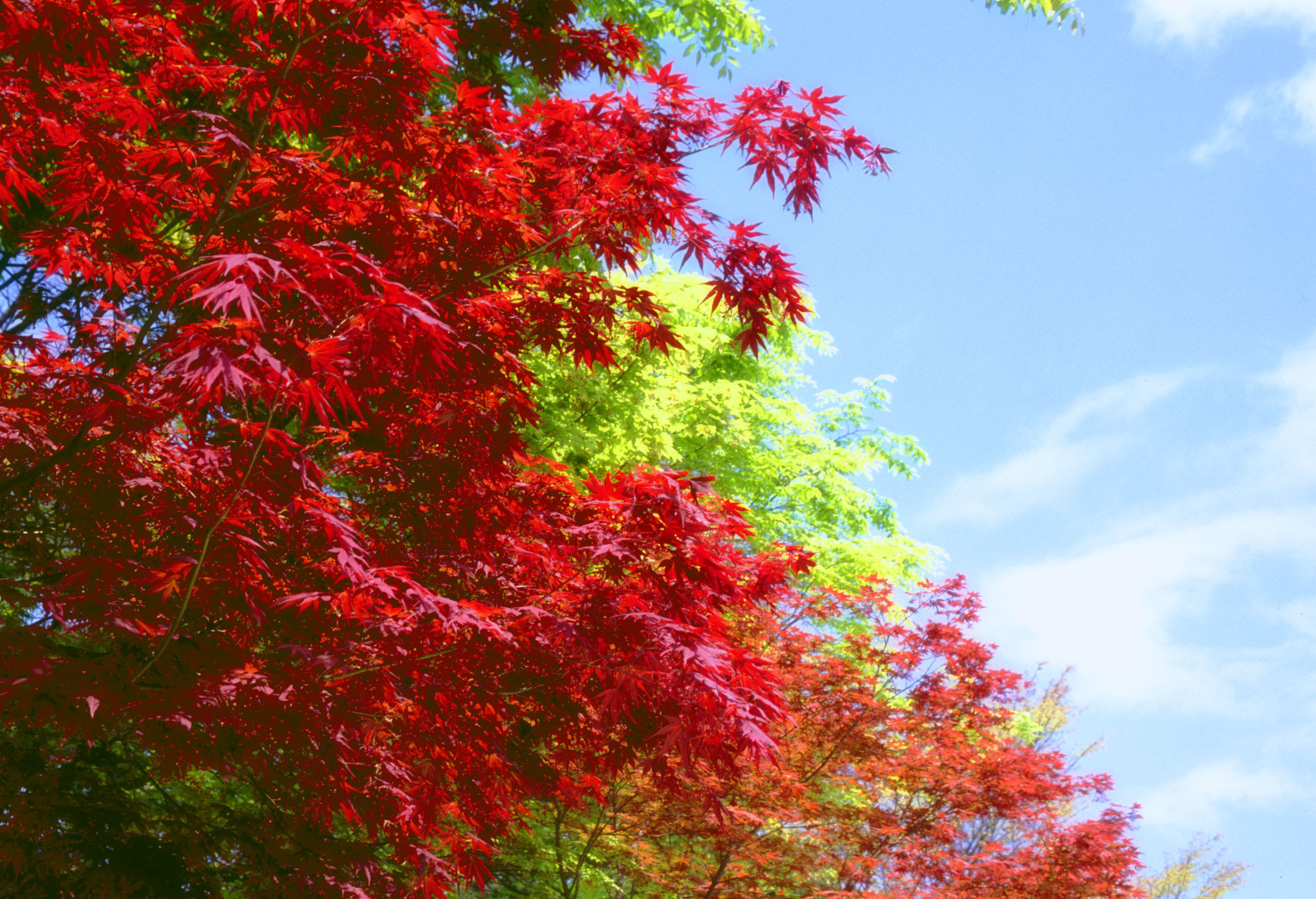 ゆんフリー写真素材集 No 777 春の紅葉 韓国 ソウル