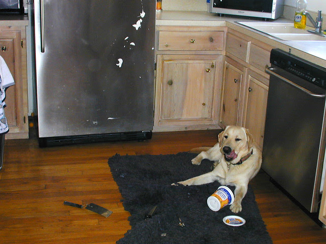 bad dog!