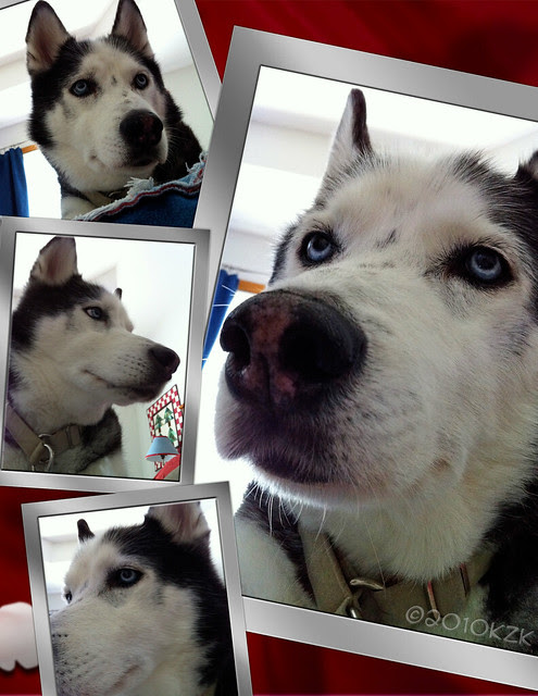 CollageManyFacesOfDave