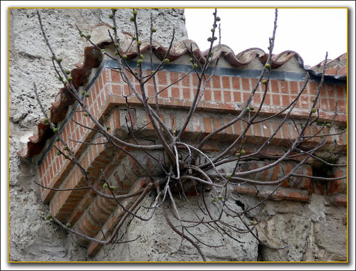 la higuera en la pared