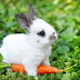 can rabbits eat puha
