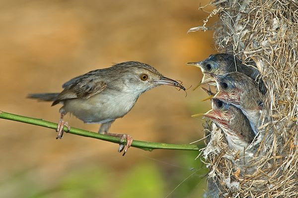 Bird Photography