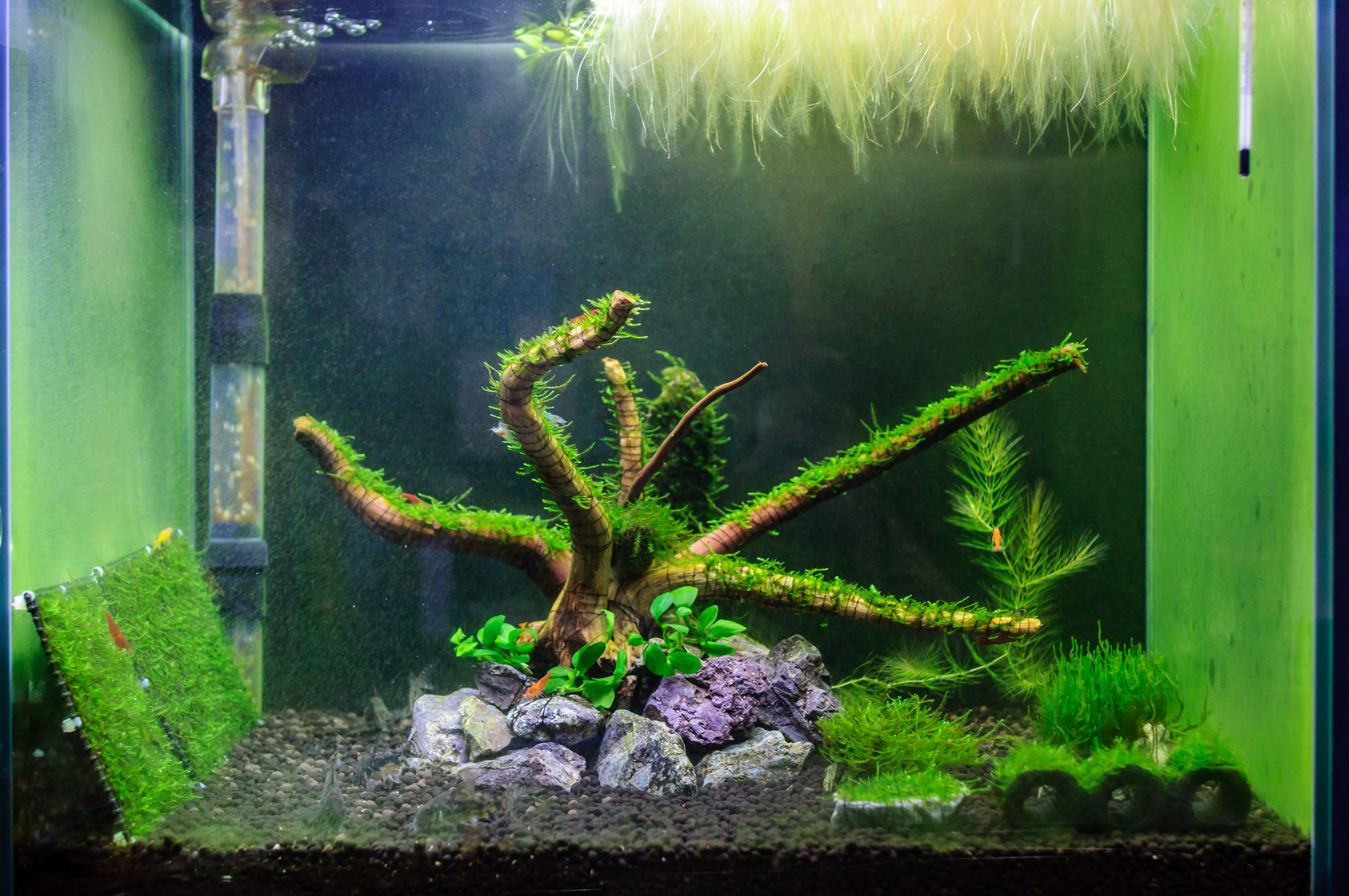 45cm水槽のレイアウトを変更 Freetimes