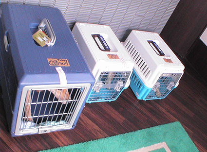 ご報告 長崎から多頭飼育崩壊犬13頭がきました 小さな命を守る会 命をつなごう