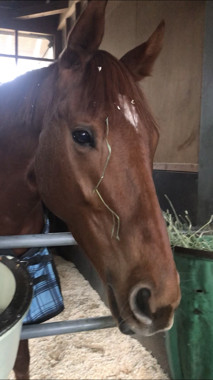 エイト新人ｔｍ ミッキのｗｅｅｋ ｄｉａｒｙ 梅田智之厩舎第２弾 サンスポzbat 競馬