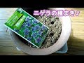 コンプリート！ ニゲラ 種まき 793391-ニゲラ 種まき ブログ