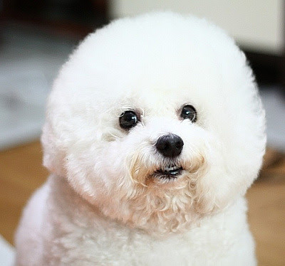 ビジョン フリーゼ Newtown犬猫病院