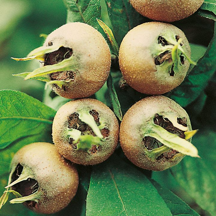 Quinces, Mulberry & Medlar Growing Guide - Suttons ...