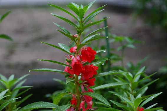 ホウセンカ 鳳仙花 鳳仙 ほうせん 急性子 きゅうせいし Impatiens Balsamina ツリフネソウ科ツリフネソウ属
