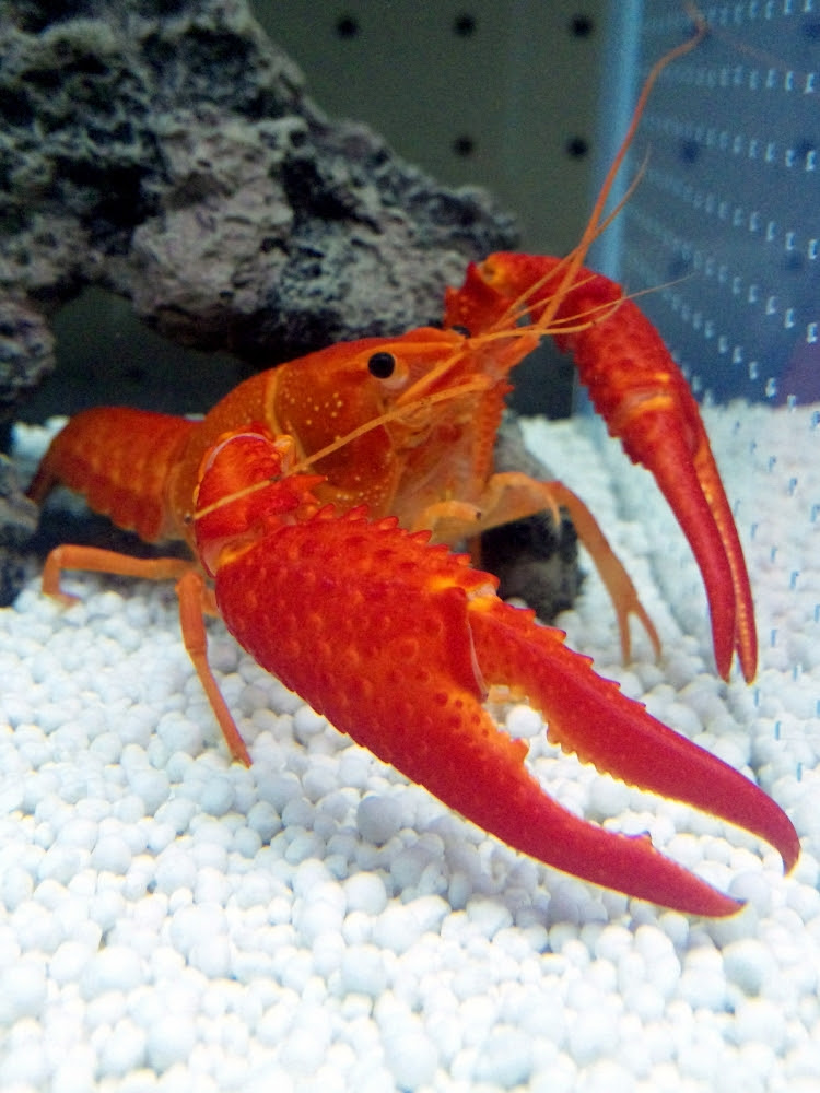 アメリカザリガニの正しい飼い方 Kohei Murakami Official Blog