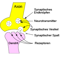 Die Nervenzelle