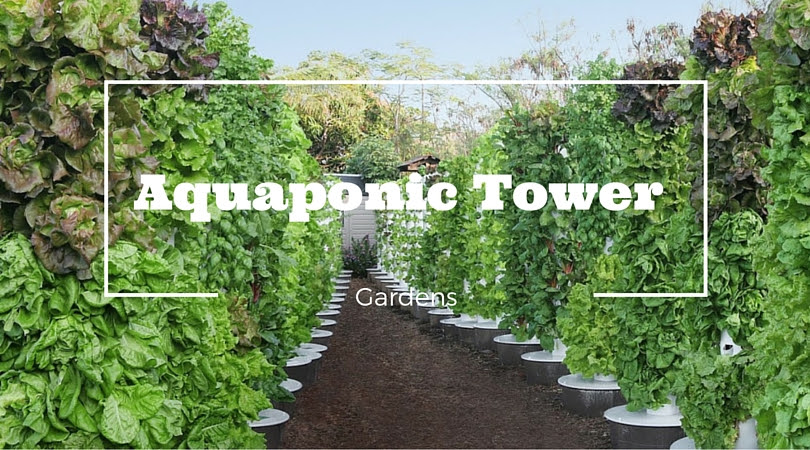 Aquaponic Indoor Gardening for City Based Farming ...