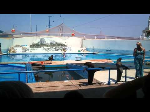 Севастопольский дельфинарий - морские котики разговаривают...