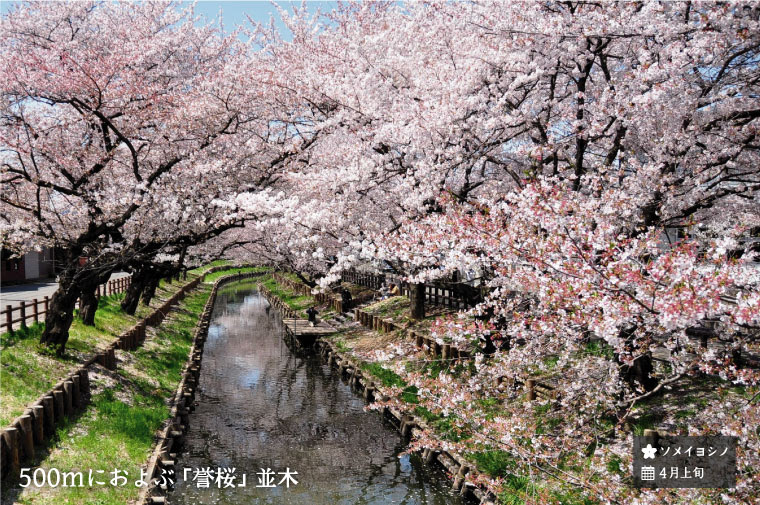 新河岸川の桜並木 川越の観光 お出かけ情報 カワゴエール