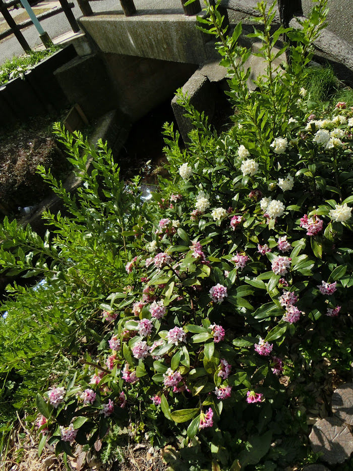 千川上水で見つけた春の花 後編 沈丁花と 近辺の畑のホトケノザ ハコベ 菜の花 3月上旬撮影 K U R A D A S H I