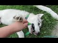 This video of How To Potty Train Your Puppy Siberian Husky was ...