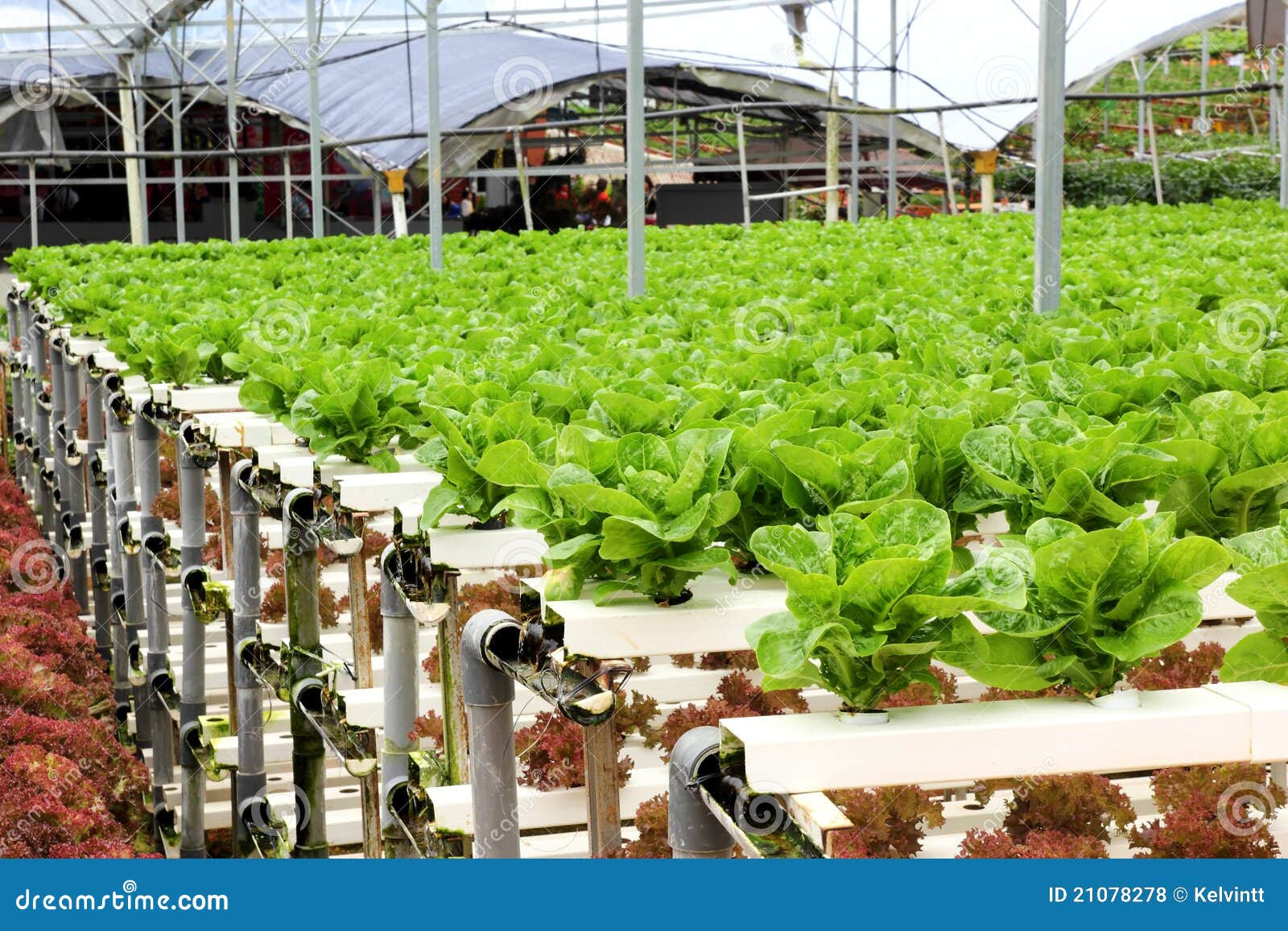 Organic Hydroponic Vegetable Farm / Plantation at Cameron Highlands ...