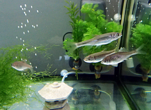 お知らせ 日本淡水魚の飼育はじめました ぼやキン 偏屈の洞窟