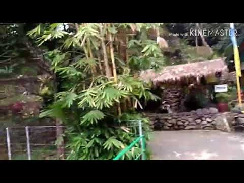 Trend Budidaya Perkebunan Buah Durian Dan buah Naga Tanaman HIAS NUSANTARA, paling baru!