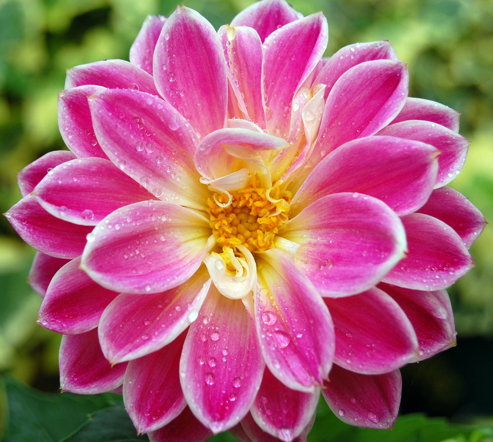 flowers for flower lovers.: Desk top HD Beautiful flowers ...