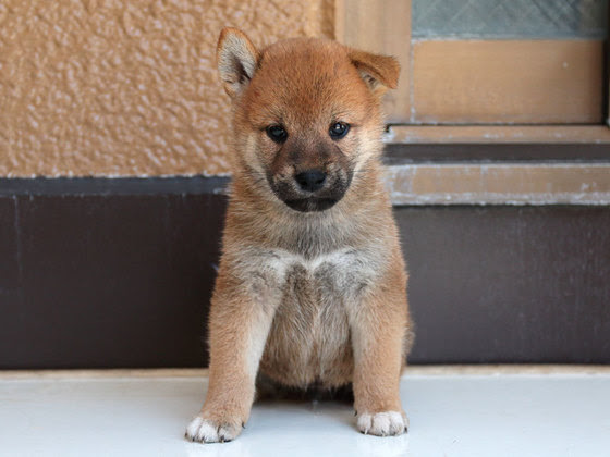 柴犬 良血統 お母さんは日本犬全国展覧会2席入賞 可愛い柴犬オス Sixtyc