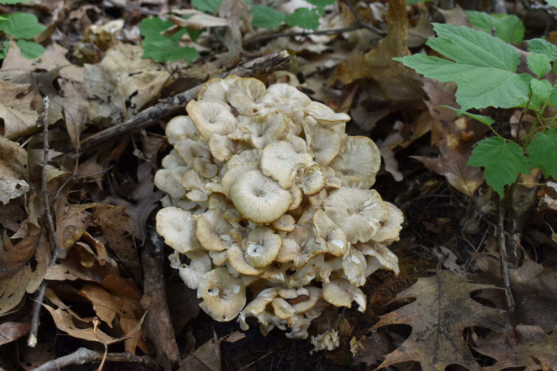 Umbrella Polypore Polyporus Umbellatus 1001 Mushrooms Project Alden Dirks
