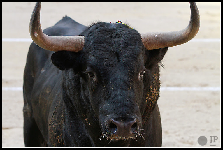 toro-de-victoriano-del-rio-9