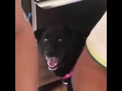 犬型ケーキを目の前で食べようとした時の犬の表情がすごい ひねもす動画ラヴ