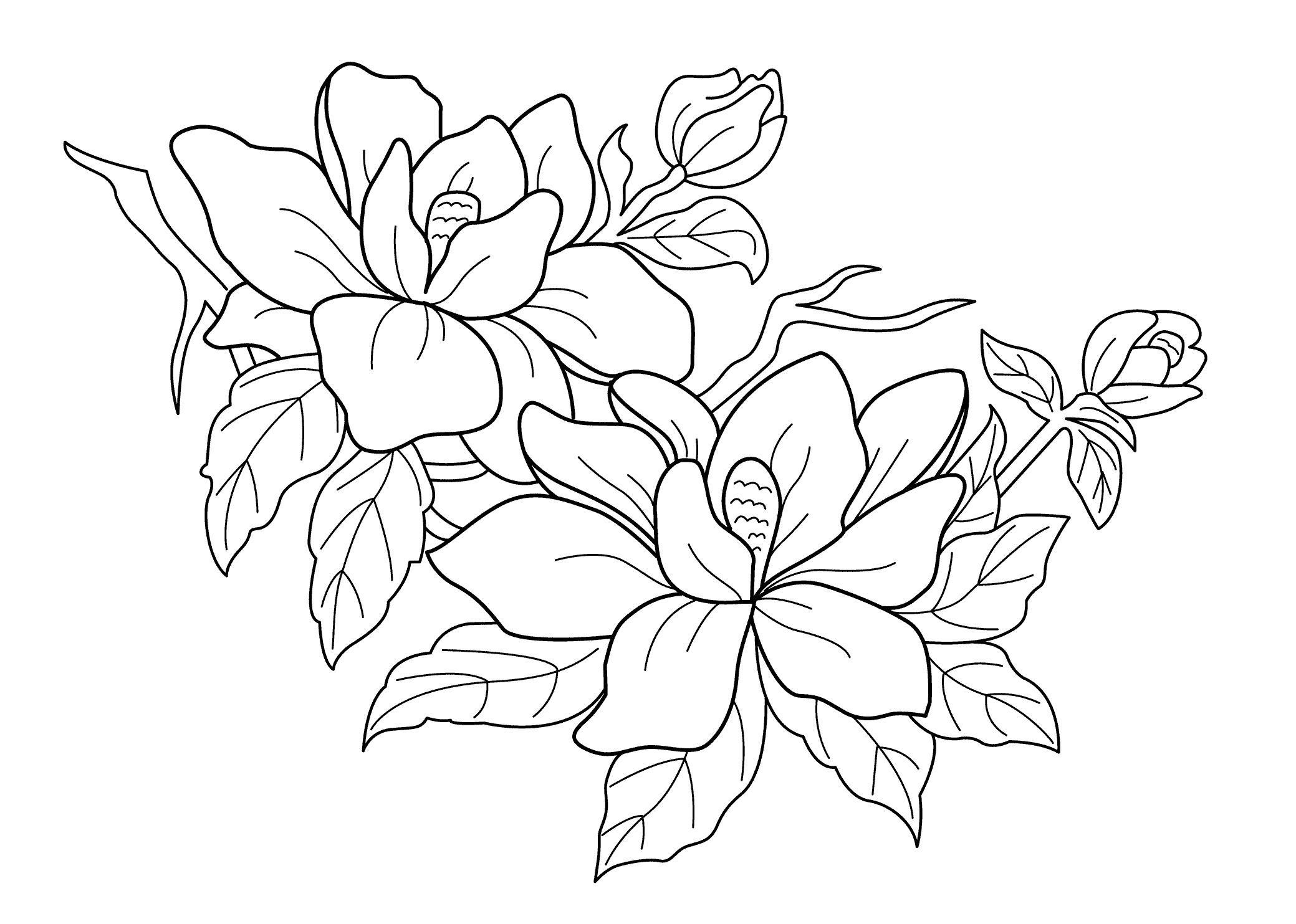Download Dogwood Coloring Page at GetColorings.com | Free printable ...