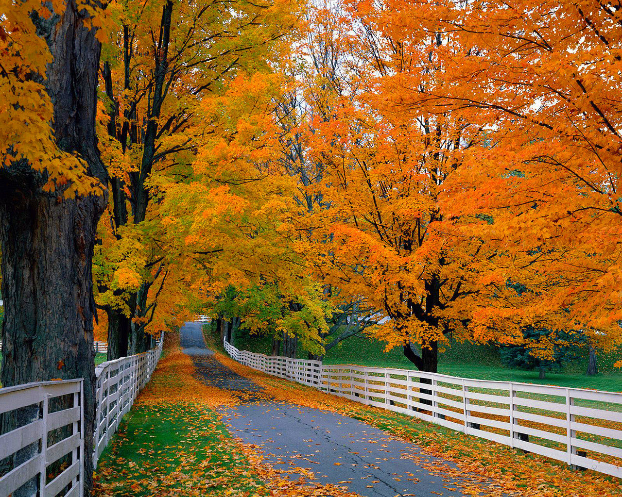 Free Autumn Leaves Wallpaper Download