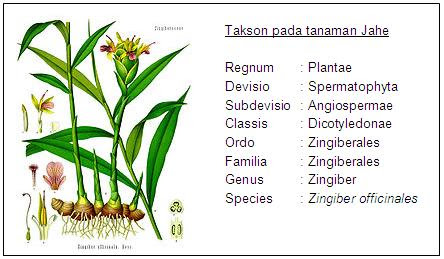 Sistem Klafikasi 6 Kingdom  Zarungga Rock City