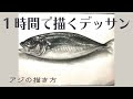 [最も選択された] 鯵 イラ��ト リアル 165084