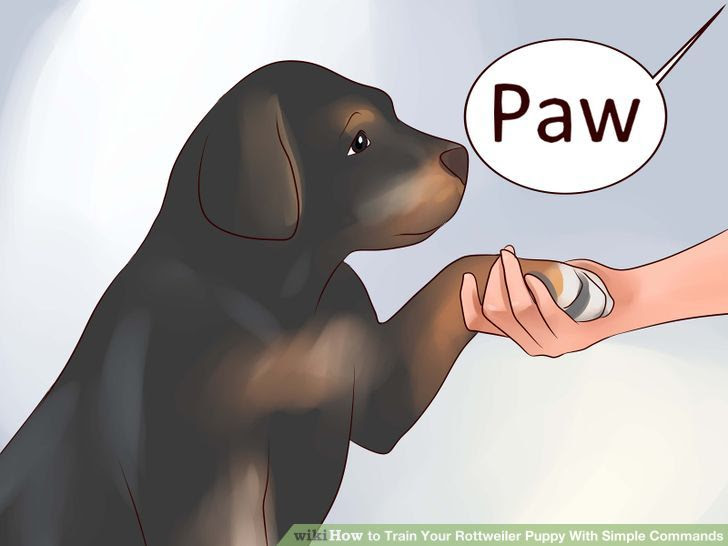 Train Your Rottweiler Puppy With Simple Commands Step 14.jpg