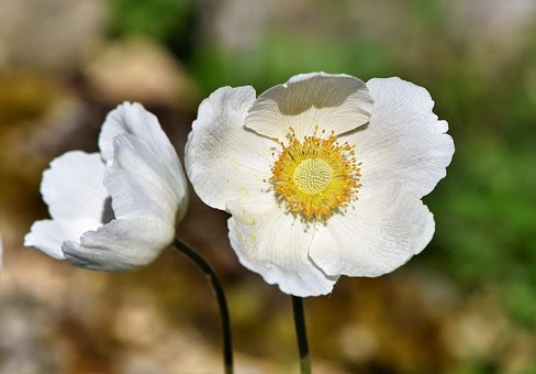 アネモネの花の名前の由来や英語での読み方とは 植物navi