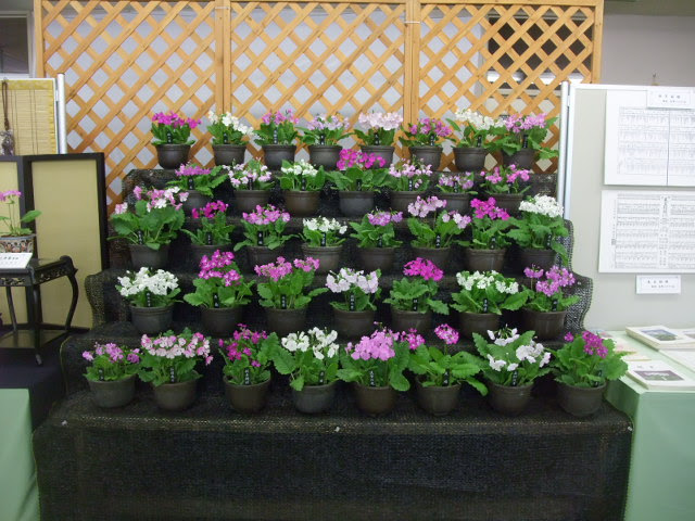 庄内の日本桜草栽培日誌 日本桜草の育て方