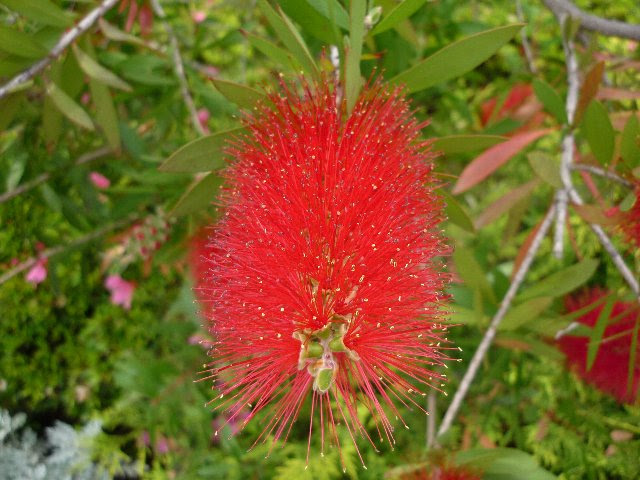 ブラシノキ ブラシの木 の花言葉 花言葉事典