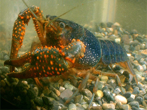 濃い青アメリカザリガニ来ました 日本淡水開発 スタッフブログ