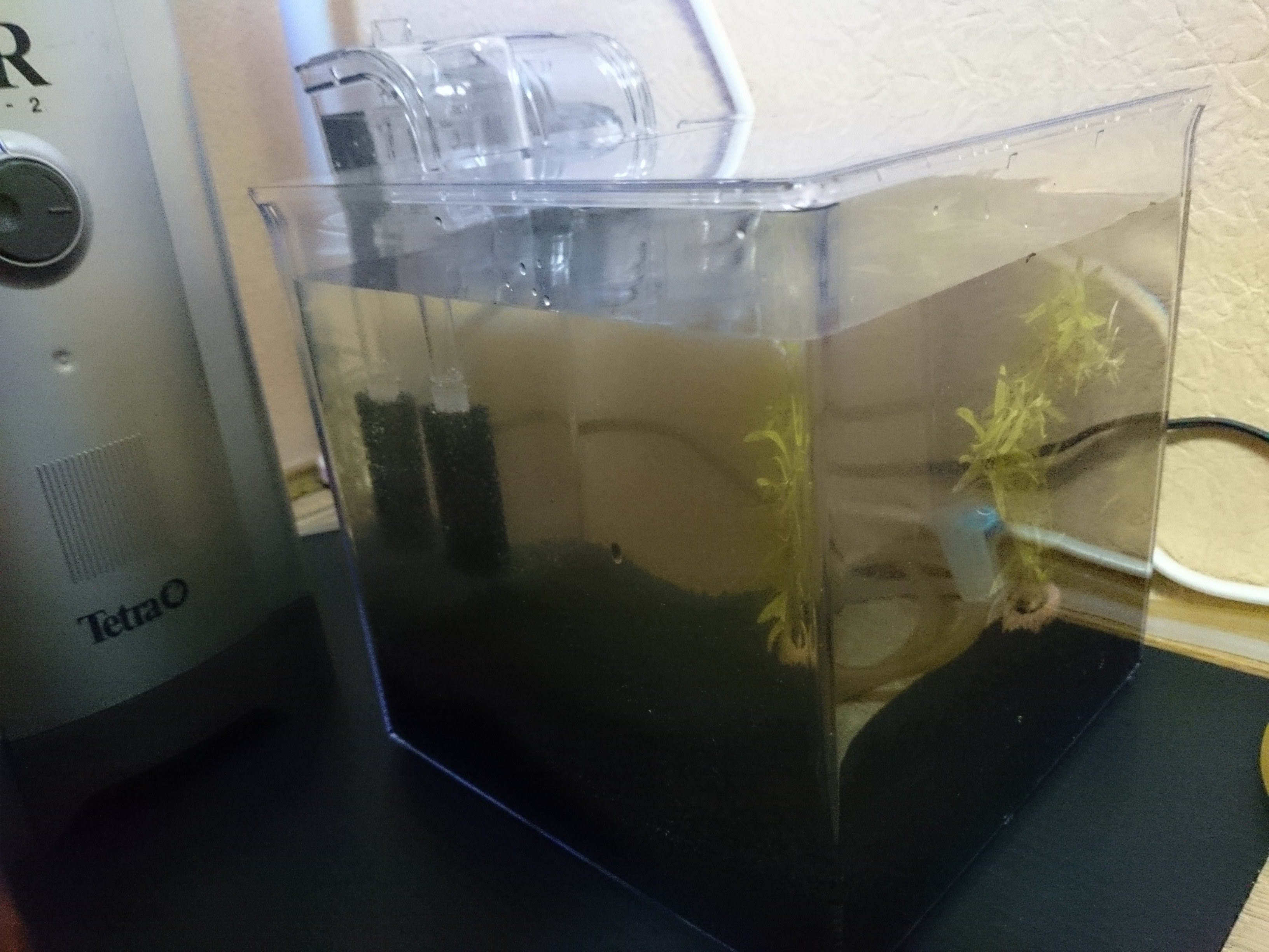 イトメ飼育 繁殖用水槽をセットアップしました 30cm水槽の海水魚飼育