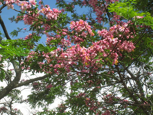 Cassia javanica IMG_3708