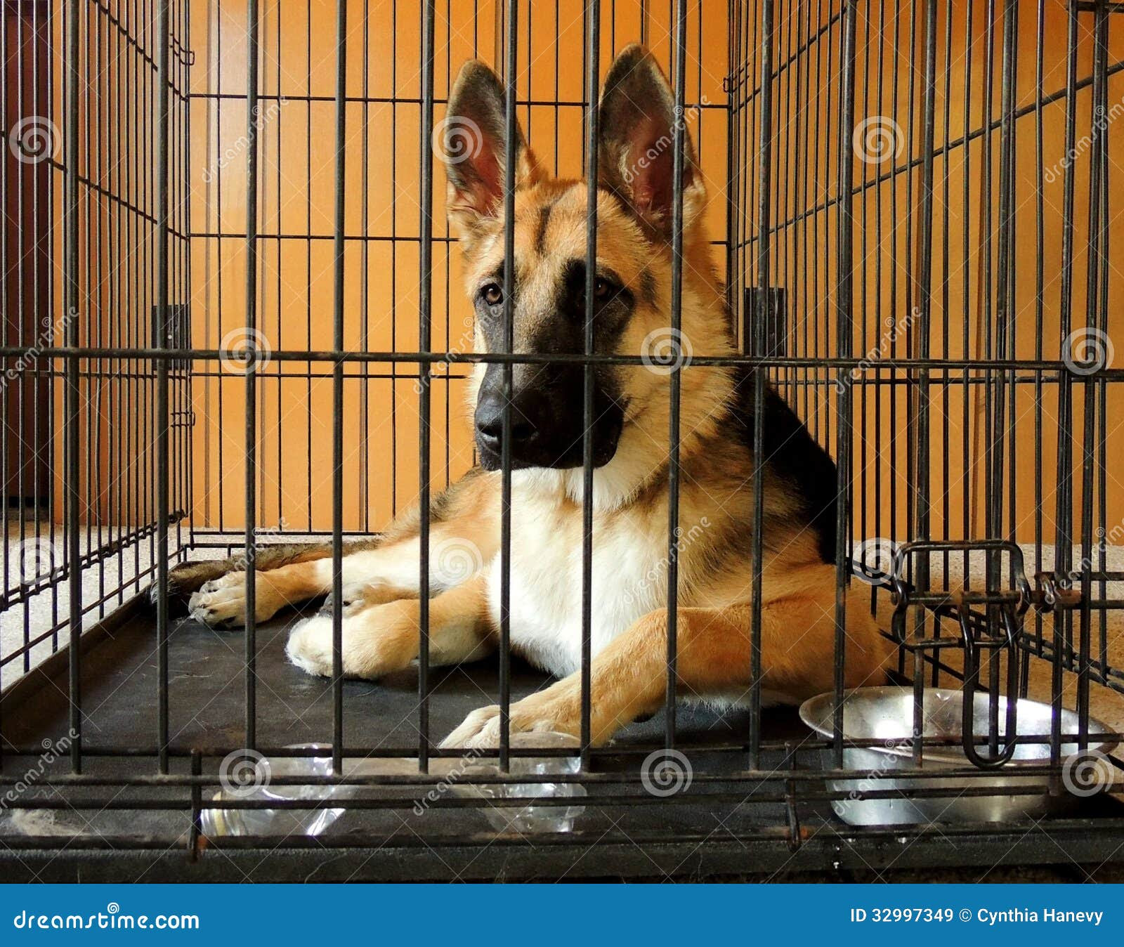 An 8-month old German Shepherd Dog puppy in crate. Crates are useful ...