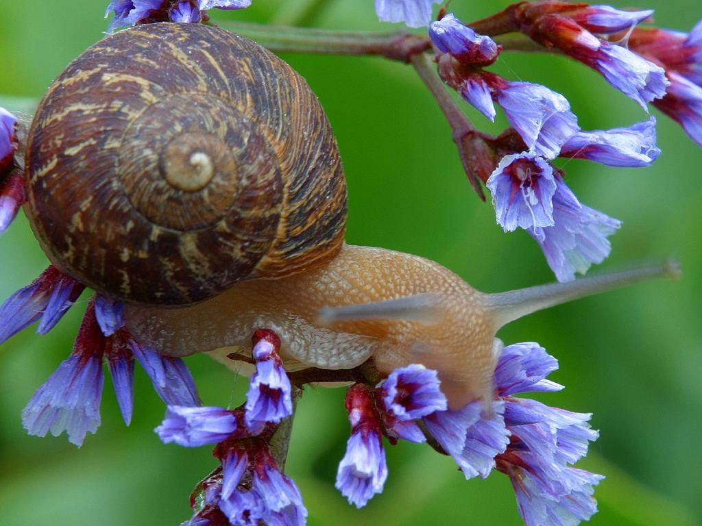 http://www.animals-zone.com/wp-content/uploads/2010/10/Amazing-Animal-17.jpg