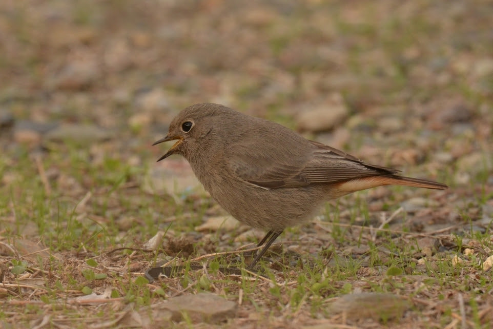Oiseaux Communs Des Villes Et Parc