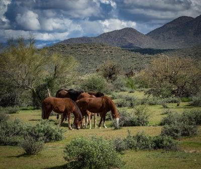 caballos salvajes
