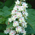 Red Horse Chestnut Tree Flowers - Red horse chestnut is a cross between the more familiar horse chestnut (conker tree) and the american red buckeye.