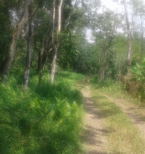 jual tanah kebun    rajakebuncom