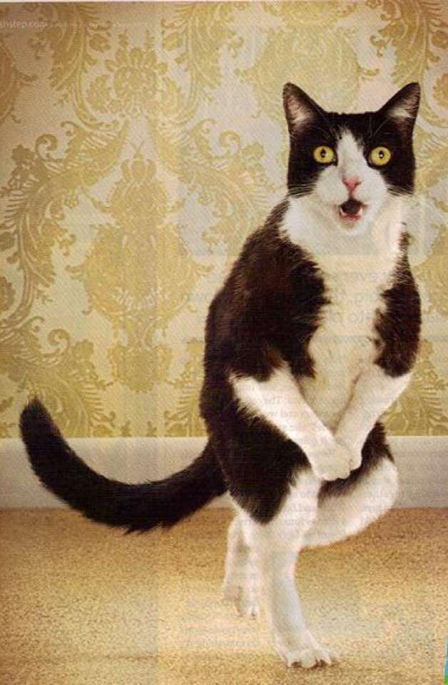 着ぐるみ 変なポーズも可愛い猫の高画質な画像集 写真まとめサイト Pictas