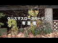 クリスマスローズ 種子 710581-クリスマスローズ 種子 販売